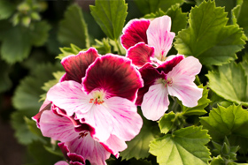 Pelargonia angielska