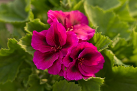 Pelargonia angielska